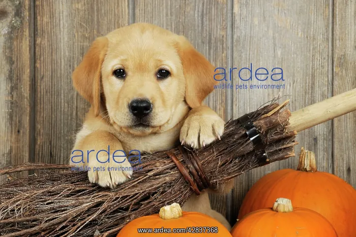 : DOG. Labrador (8 week old pup) with broom & pumpkins : DOG. Labrador (8 week old pup) with broom & pumpkins