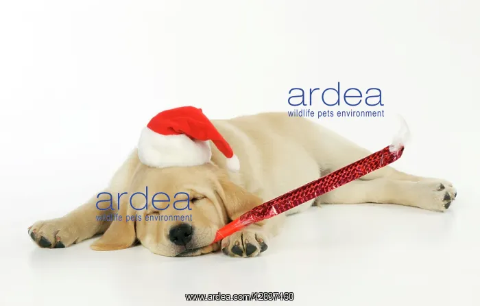 : DOG. Labrador (8 week old pup) with christmas hat : DOG. Labrador (8 week old pup) with christmas hat