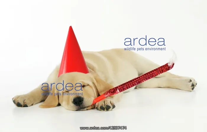 : DOG. Labrador (8 week old pup) with party hat and : DOG. Labrador (8 week old pup) with party hat and