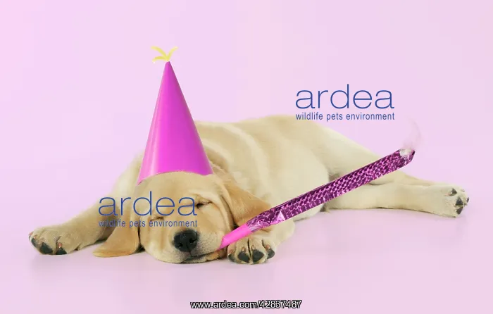 : DOG. Labrador (8 week old pup) with party hat and : DOG. Labrador (8 week old pup) with party hat and