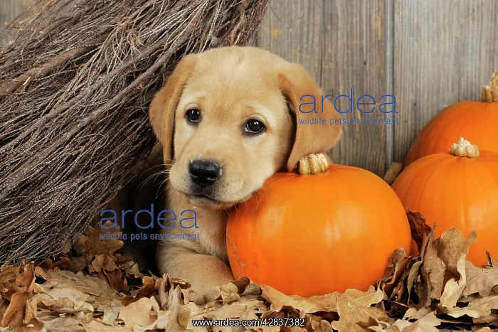 : DOG. Labrador (8 week old pup) with Pumpkins & broom : DOG. Labrador (8 week old pup) with Pumpkins & broom