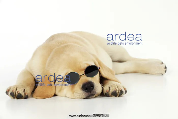 : DOG. Labrador (8 week old pup) with round glasses : DOG. Labrador (8 week old pup) with round glasses