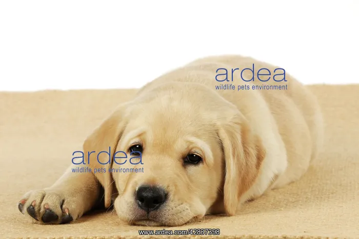 : DOG. Labrador (8 week old pup) sleepy on carpet