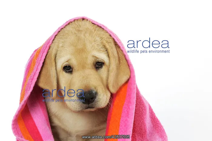  : DOG. Labrador (8 week old pup) with towel