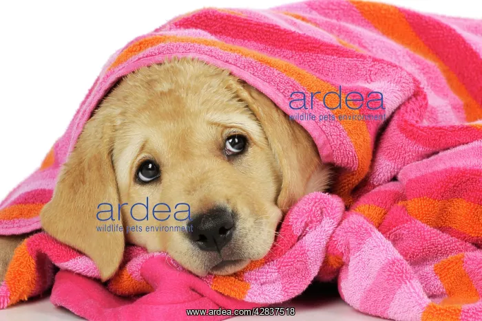 : DOG. Labrador (8 week old pup) wet, with towel : DOG. Labrador (8 week old pup) wet, with towel