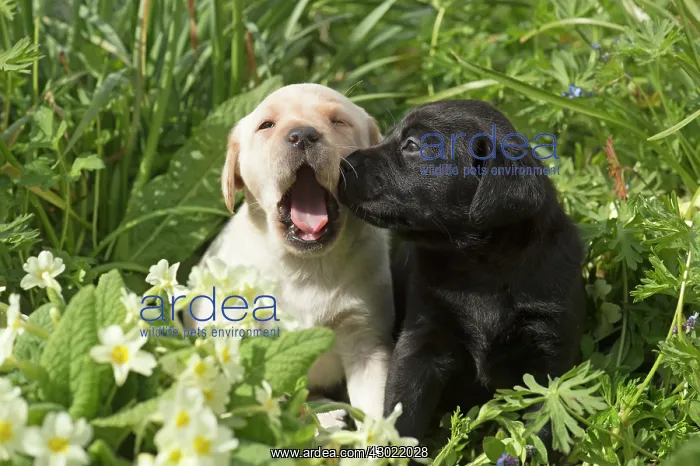 : Dog Labrador 8 week old puppies : Dog Labrador 8 week old puppies