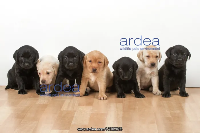 : Dog Labrador 8 week old puppies : Dog Labrador 8 week old puppies