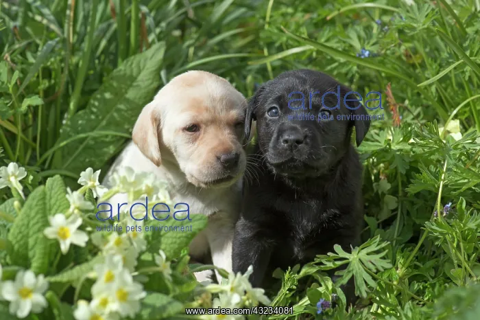 : Dog Labrador 8 week old puppies : Dog Labrador 8 week old puppies