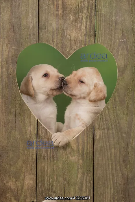: Dog Labrador 8 week old puppies : Dog Labrador 8 week old puppies
