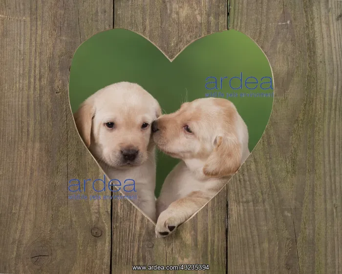 : Dog Labrador 8 week old puppies : Dog Labrador 8 week old puppies