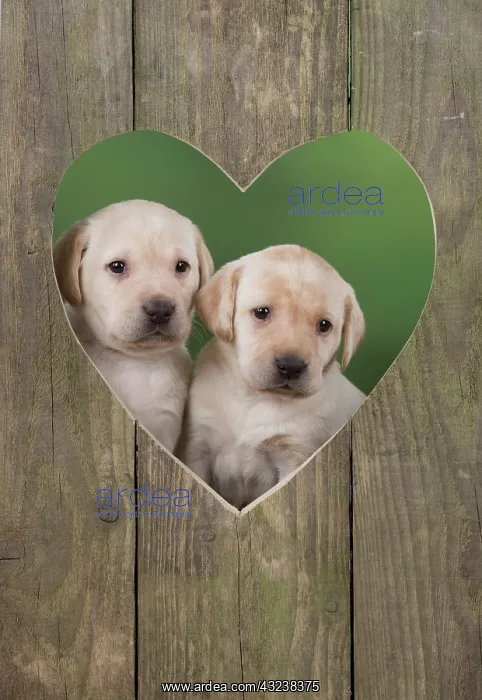 : Dog Labrador 8 week old puppies : Dog Labrador 8 week old puppies