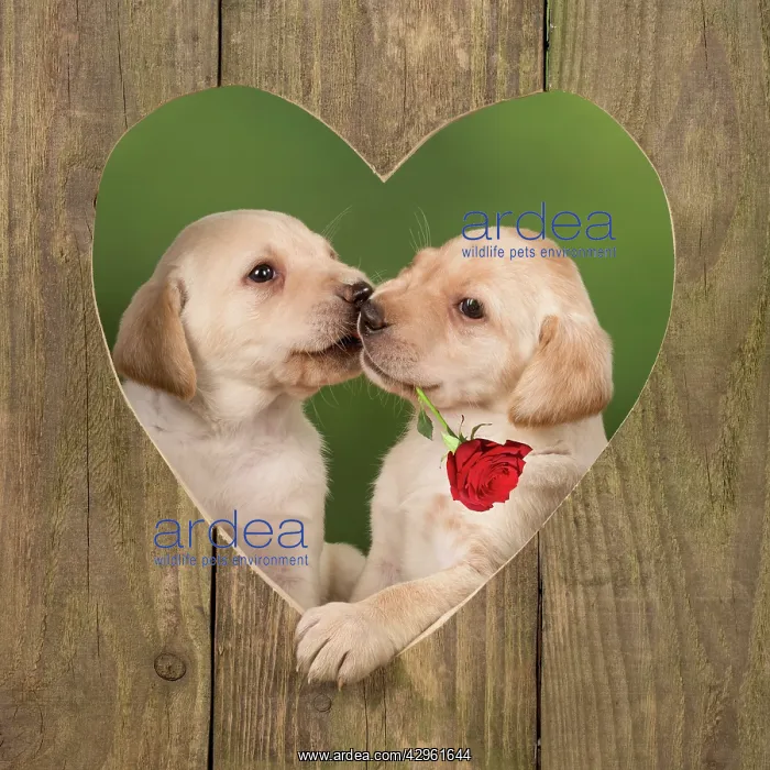 : Dog - Labrador - 8 week old puppies kissing in a wooden hear : Dog - Labrador - 8 week old puppies kissing in a wooden hear