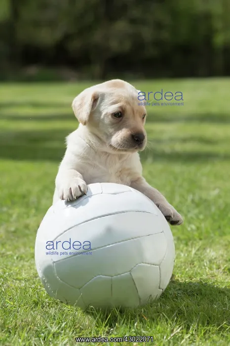 : Dog Labrador 8 week old puppy : Dog Labrador 8 week old puppy