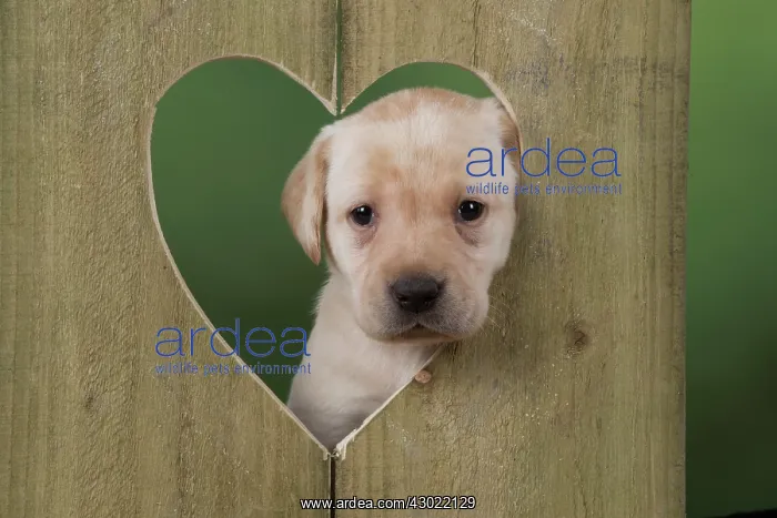 : Dog Labrador 8 week old puppy : Dog Labrador 8 week old puppy