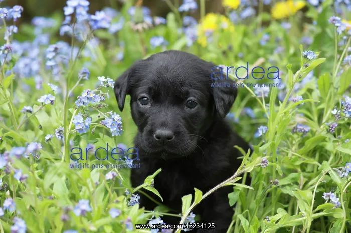 : Dog Labrador 8 week old puppy : Dog Labrador 8 week old puppy