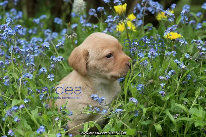 : Dog Labrador 8 week old puppy : Dog Labrador 8 week old puppy