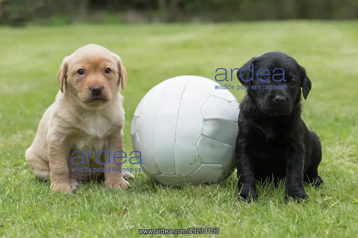 : Dog Labrador 8 week old puppy : Dog Labrador 8 week old puppy