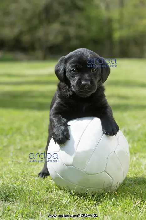 : Dog Labrador 8 week old puppy : Dog Labrador 8 week old puppy
