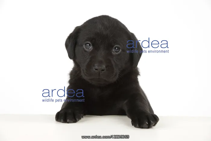 : Dog Labrador 8 week old puppy : Dog Labrador 8 week old puppy
