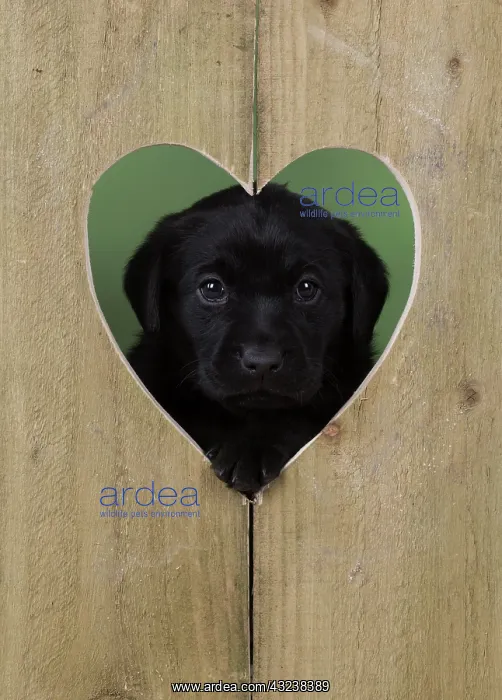  : Dog Labrador 8 week old puppy