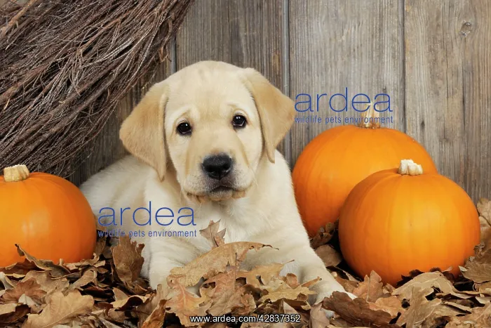  : DOG. Labrador (8 week old pup)with pumpkins