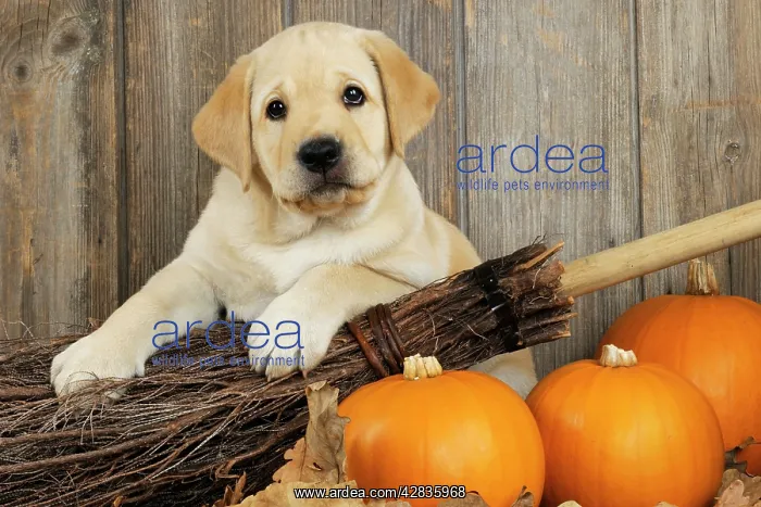 : DOG. Labrador (8week old pup) with pumpkins : DOG. Labrador (8week old pup) with pumpkins