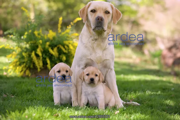  : Dog - Labrador adult with two puppies