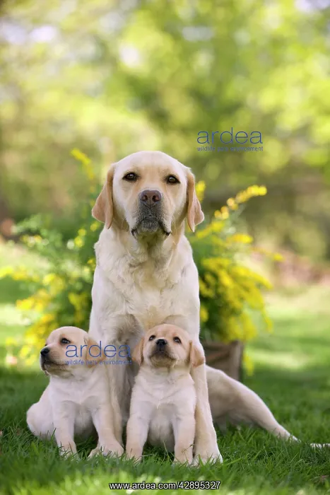  : Dog - Labrador adult with two puppies