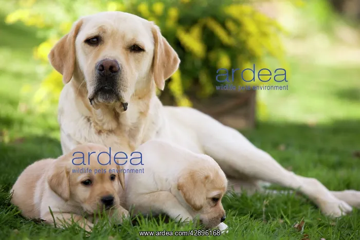  : Dog - Labrador adult with puppies