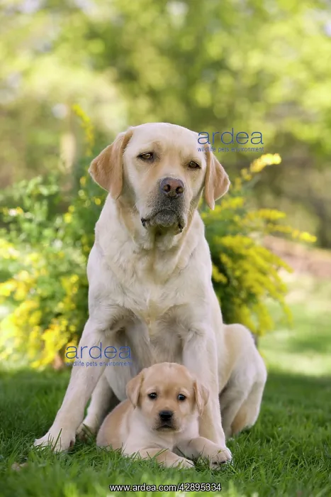  : Dog - Labrador adult with puppy
