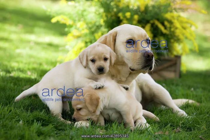  : Dog - Labrador adult with two puppy