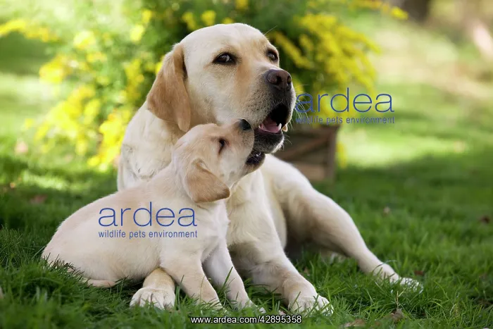  : Dog - Labrador adult with puppy