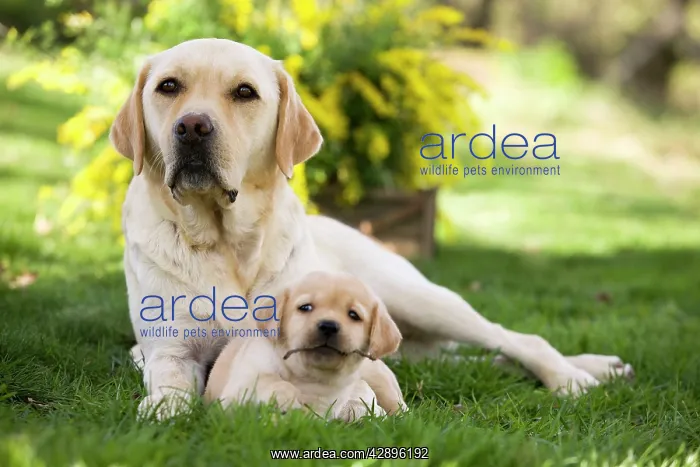 : Dog - Labrador adult with puppy