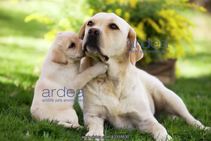  : Dog - Labrador adult with puppy