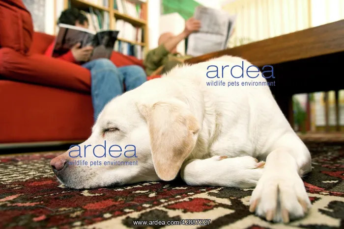 : DOG - labrador asleep on floor, with owners in background : DOG - labrador asleep on floor, with owners in background