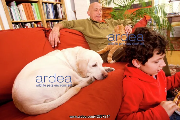 : DOG - labrador asleep on sofa with owners & ginger cat : DOG - labrador asleep on sofa with owners & ginger cat