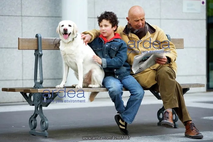 : Dog - Labrador on bench with Man & boy reading newspaper : Dog - Labrador on bench with Man & boy reading newspaper