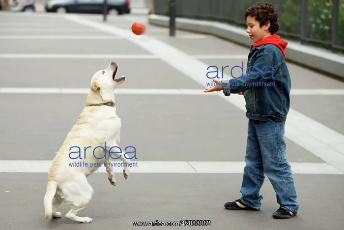  : Dog - Labrador catching ball thrown by boy