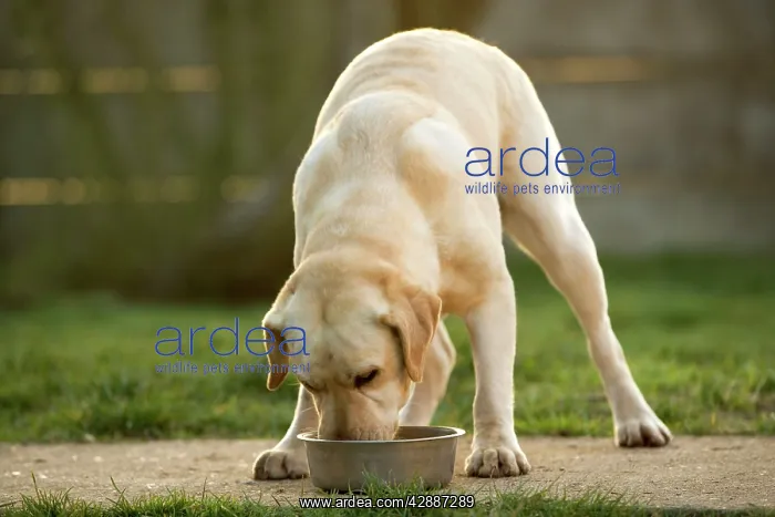  : Dog - Labrador eating