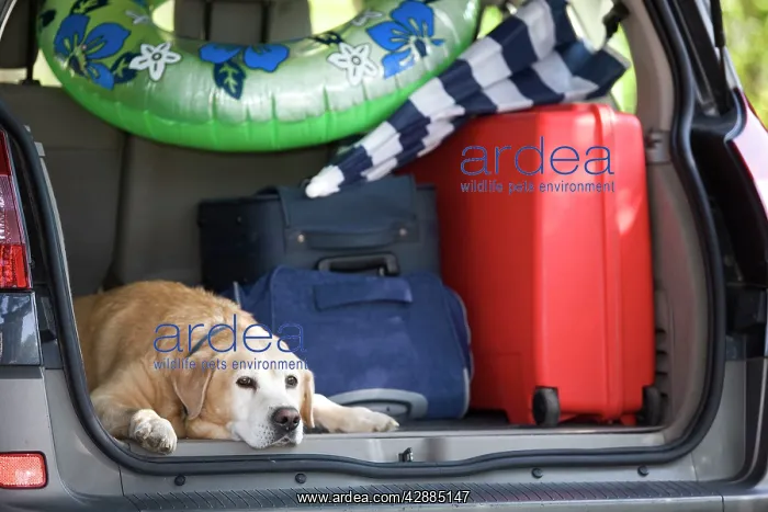 : Dog - Labrador in back of family car going on Summer holiday : Dog - Labrador in back of family car going on Summer holiday