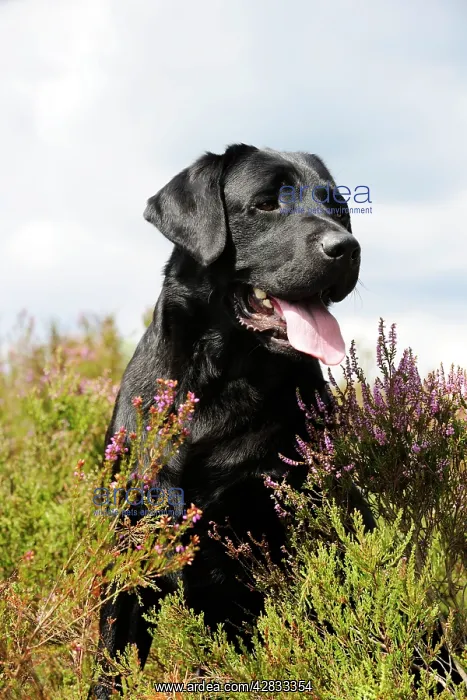 : Dog. Labrador in field : Dog. Labrador in field