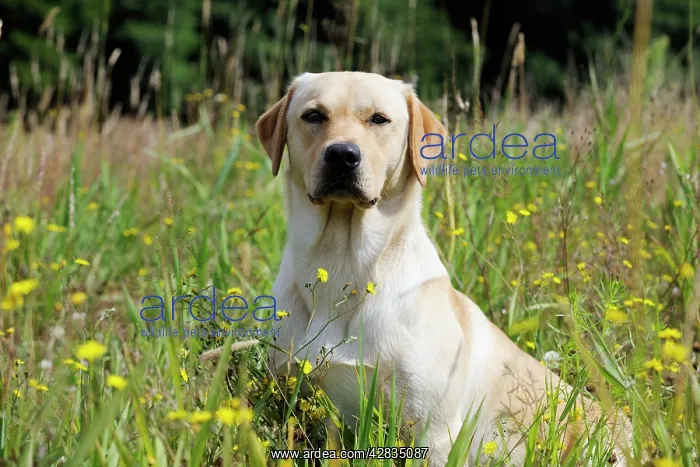 : Dog. Labrador in field : Dog. Labrador in field