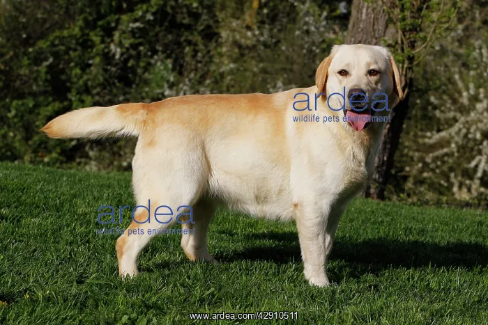  : Dog - Labrador in garden