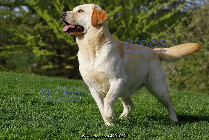  : Dog - Labrador in garden