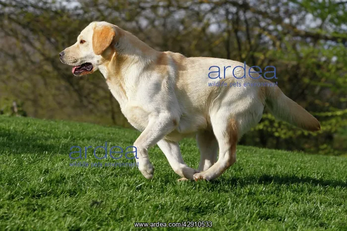  : Dog - Labrador in garden