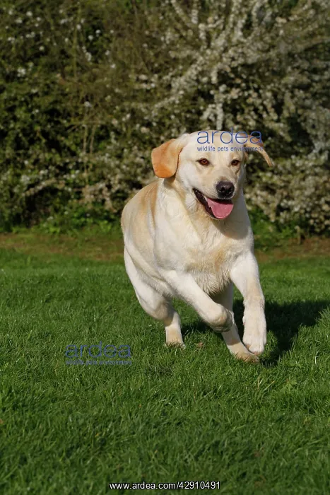  : Dog - Labrador in garden running