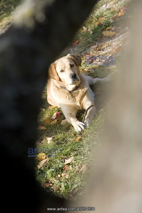 : Dog Labrador-Golden behing a garden tree : Dog Labrador-Golden behing a garden tree