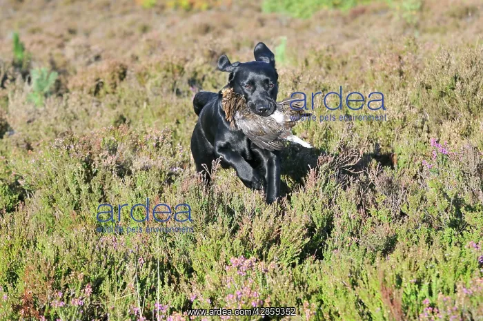 : DOG. Labrador holding grouse in mouth running through : DOG. Labrador holding grouse in mouth running through