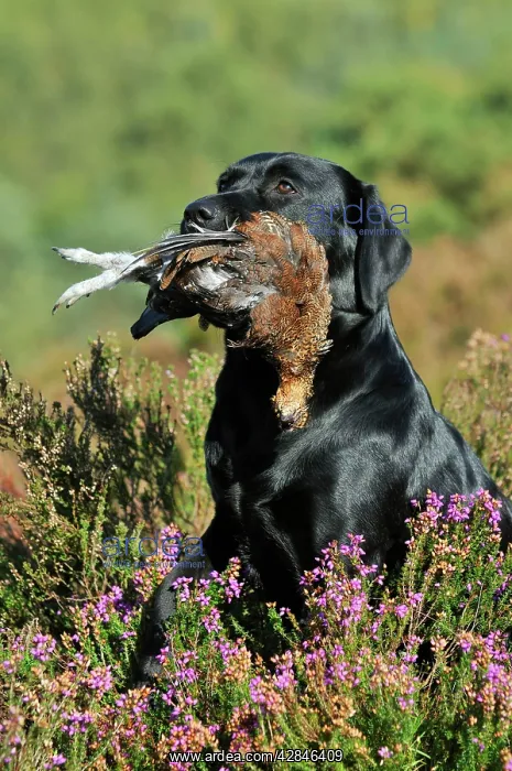 : DOG. Labrador holding grouse in mouth sitting in heather : DOG. Labrador holding grouse in mouth sitting in heather