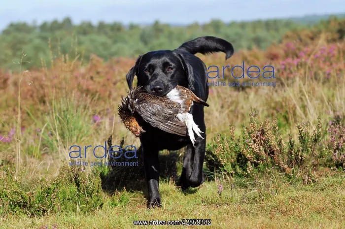 : DOG. Labrador holding grouse in mouth walking through : DOG. Labrador holding grouse in mouth walking through